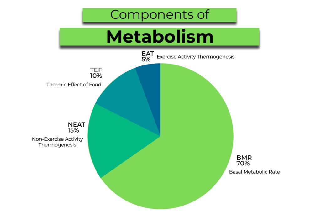 Componentele metabolismului